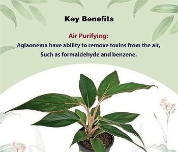 Aglaonema Black Lipstick Live Plant