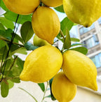 Lemon Seeds (50 Pc Seeds)