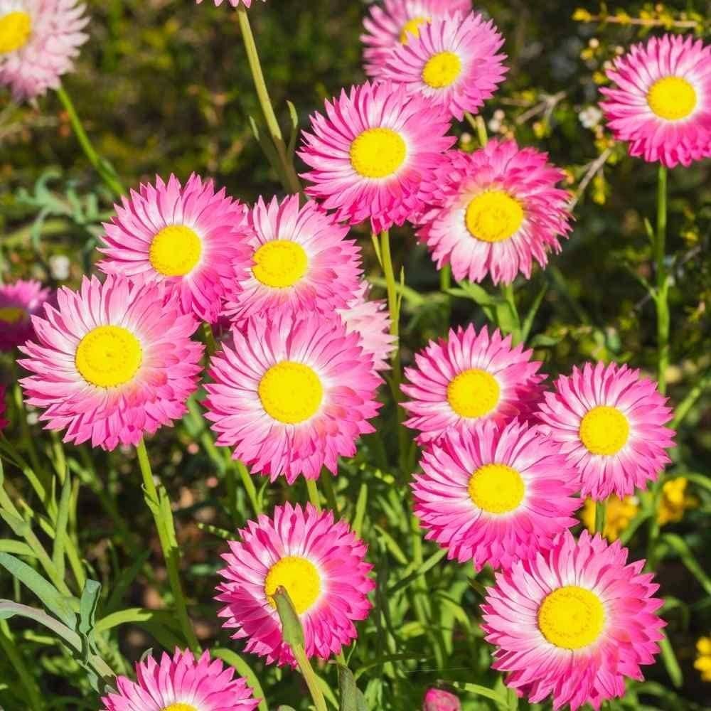 Acroclinium Mix Flower Seeds(40 Seeds Approx.) With Free Plant Growth Booster And Supplement (Pack of 2)