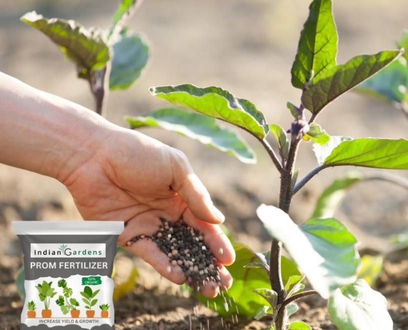 PROM Fertilizer 400gm