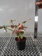 Syngonium Live Pink Plant