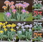 Rare Medusa Orchid with Plant Growth Supplement (Pack of 8)