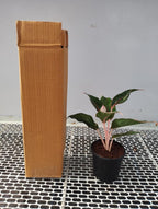 Aglaonema Black Lipstick Live Plant