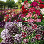 Dianthus Seeds (Free Pot Mixture 100 gm)