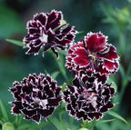 Dianthus Seeds (Free Pot Mixture 100 gm)