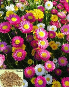 Acroclinium Mix Flower Seeds(40 Seeds Approx.) With Free Plant Growth Booster And Supplement (Pack of 2)
