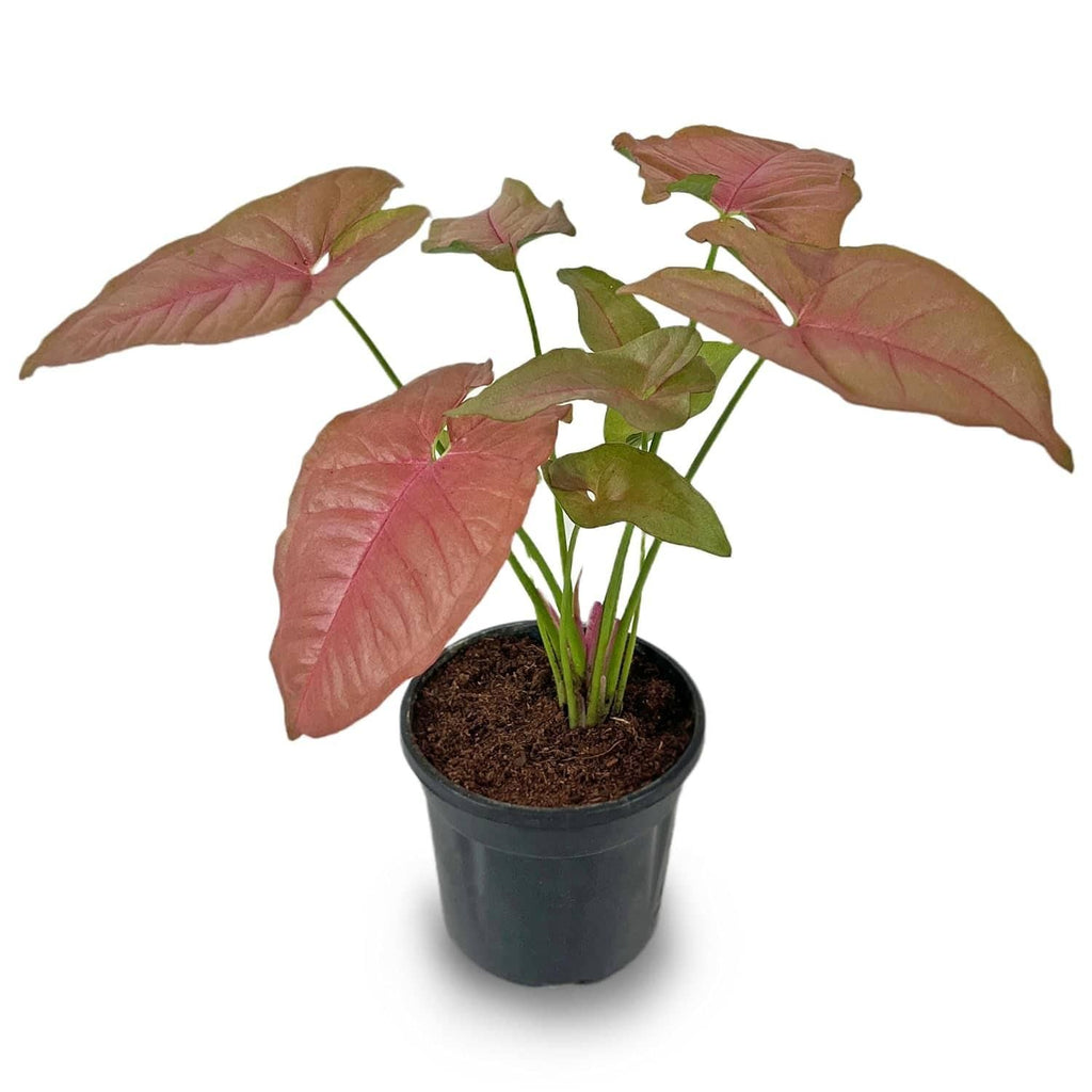 Syngonium Live Pink Plant
