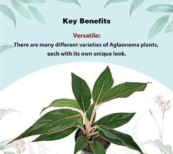 Aglaonema Black Lipstick Live Plant