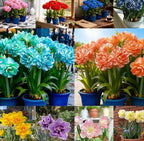 Rare Daffodil Bulbs with Plant Growth Supplement (Pack of 8)