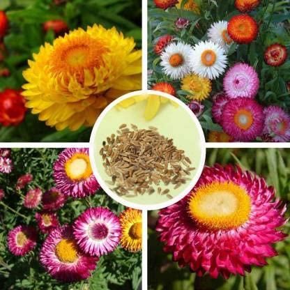Acroclinium Mix Flower Seeds(40 Seeds Approx.) With Free Plant Growth Booster And Supplement (Pack of 2)