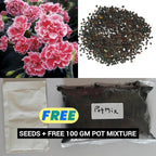Dianthus Seeds (Free Pot Mixture 100 gm)