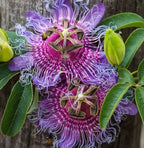 Krishna Kamal Seeds (Pack of 20)