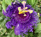 Krishna Kamal Seeds (Pack of 20)