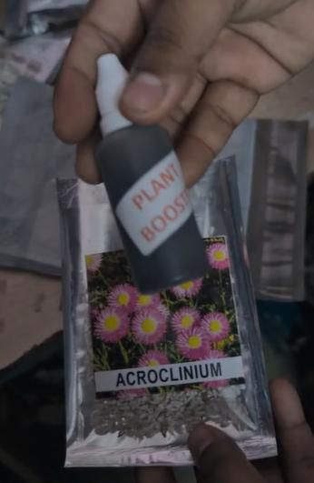 Acroclinium Mix Flower Seeds(40 Seeds Approx.) With Free Plant Growth Booster And Supplement (Pack of 2)