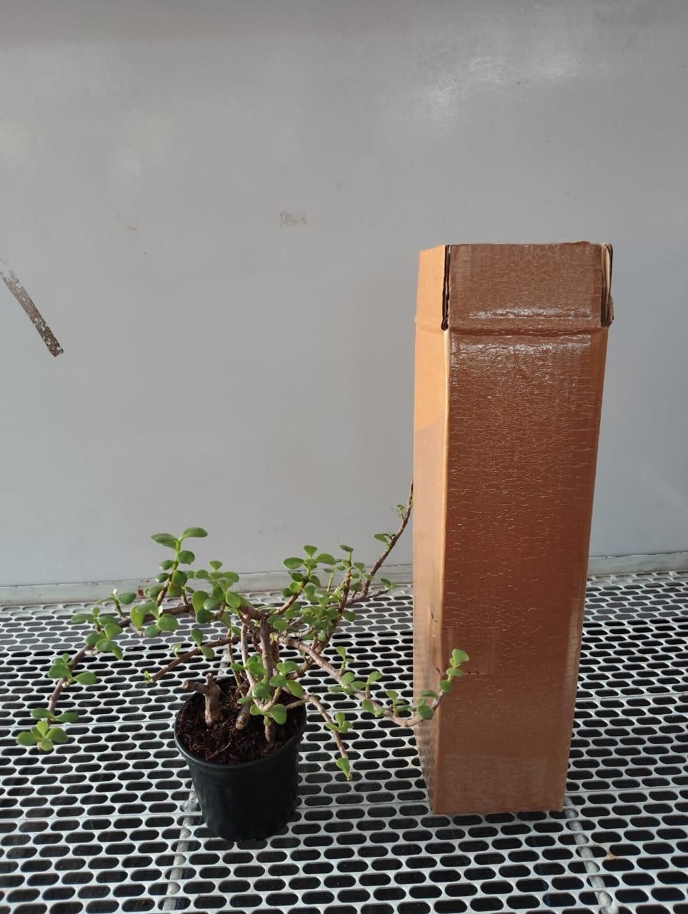 Jade Feng Shui Plant