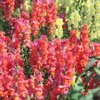 Snapdragon Seeds (Free Pot Mixture 100 gm)