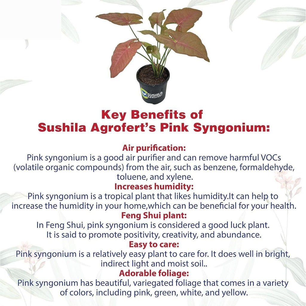 Syngonium Live Pink Plant