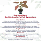 Syngonium Live Pink Plant