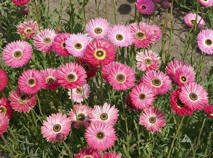 Acroclinium Mix Flower Seeds(40 Seeds Approx.) With Free Plant Growth Booster And Supplement (Pack of 2)