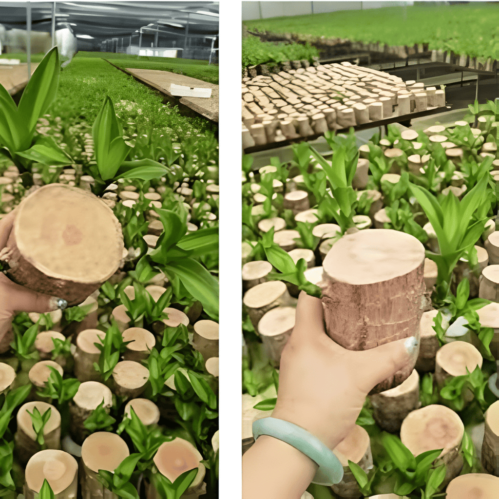 Brazilian Lucky Wood Plant - Safesaaf