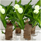 Brazilian Lucky Wood Plant - Safesaaf