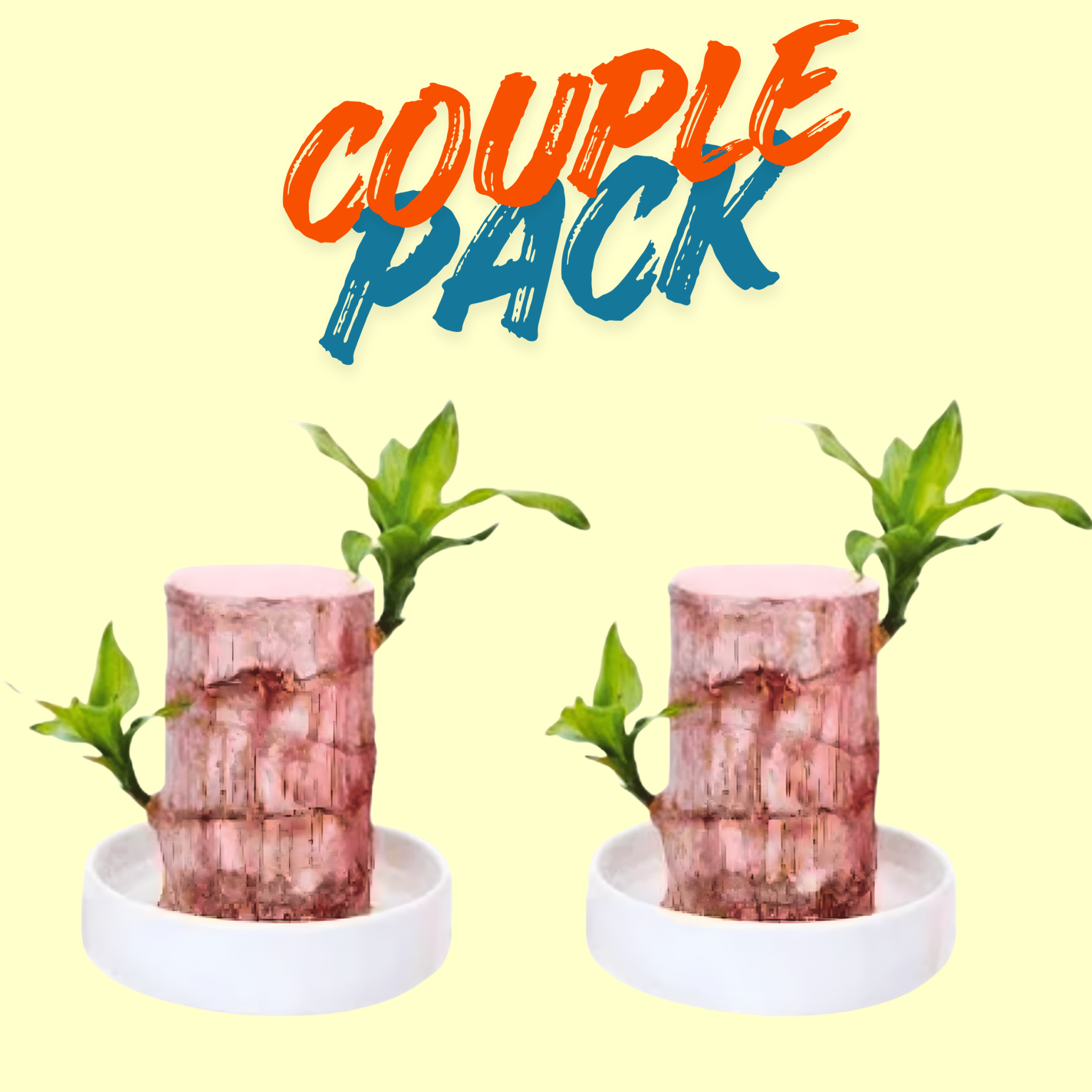 Brazilian Lucky Wood Plant - Safesaaf