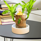 Brazilian Lucky Wood Plant - Safesaaf