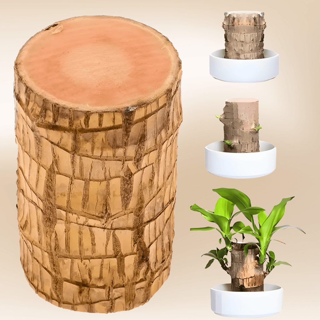 Brazilian Lucky Wood Plant - Safesaaf