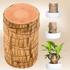 Brazilian Lucky Wood Plant - Safesaaf