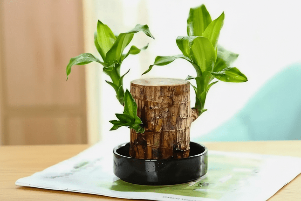 Brazilian Lucky Wood Plant - Safesaaf