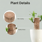 Brazilian Lucky Wood Plant - Safesaaf