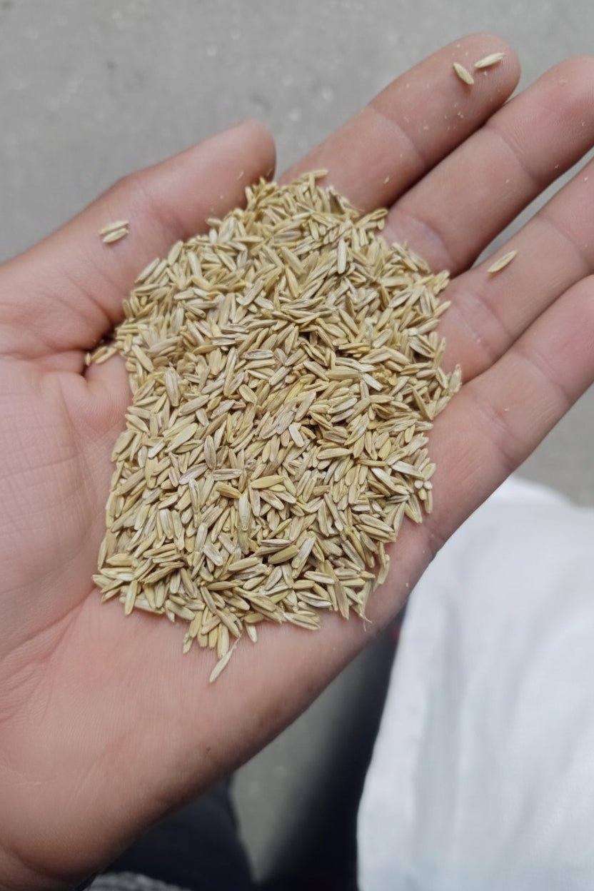 Grass Seeds Hybrid - Safesaaf