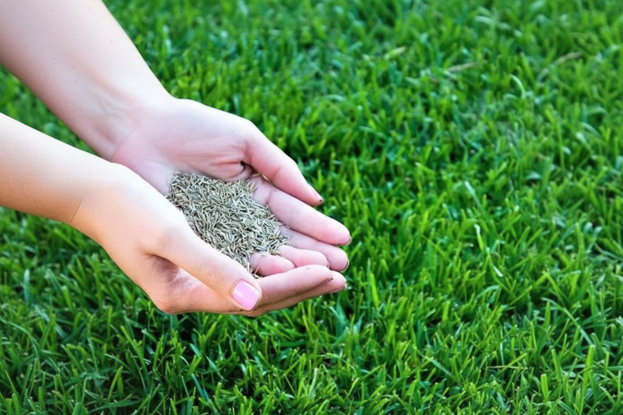 Grass Seeds Hybrid - Safesaaf