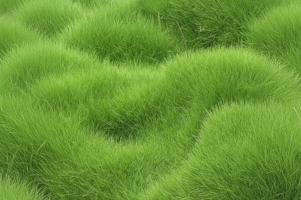 Grass Seeds Hybrid - Safesaaf